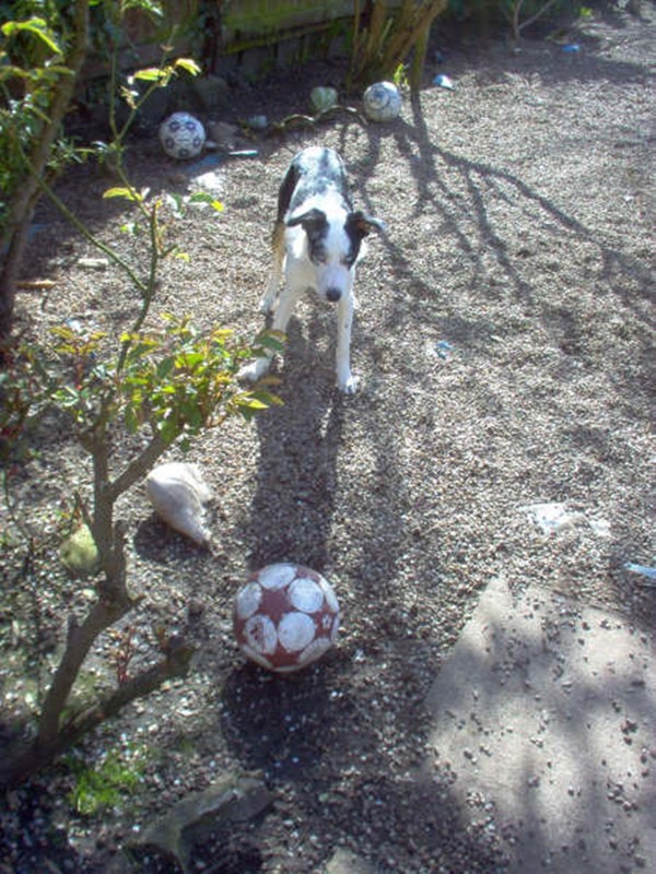 Playtime with footballs...and plenty of them! Playtime with footballs...and plenty of them!