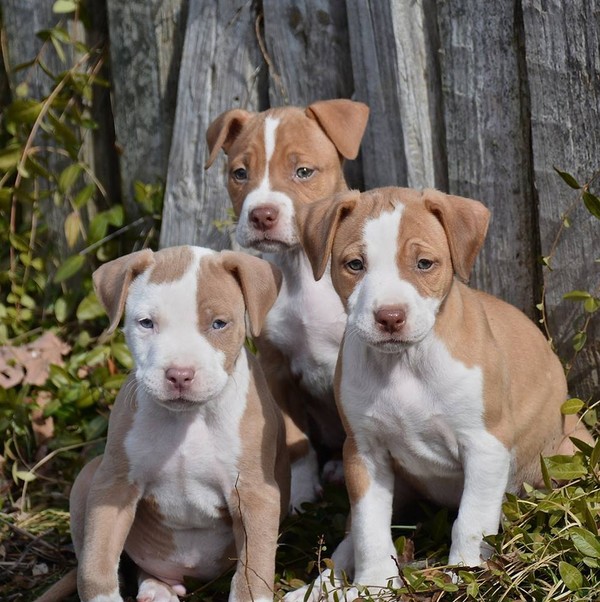 Siblings Siblings