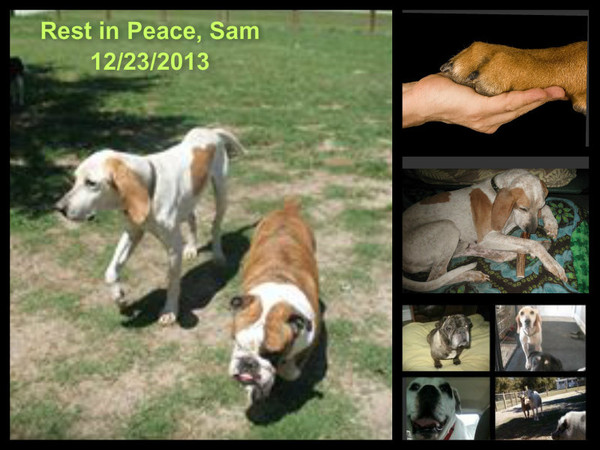 sam sam