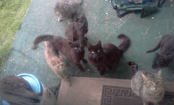 I Can T Afford My Cats Vet Bill I Can T Afford My Cats Vet Bill