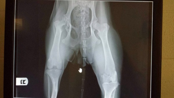 sugar's x-ray sugar's x-ray
