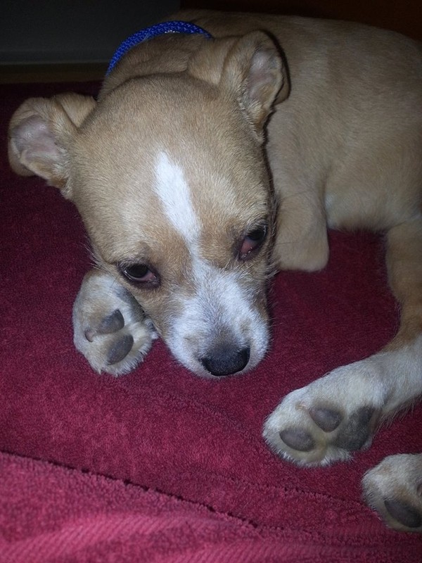 Lucky is waiting for your help Lucky is waiting for your help