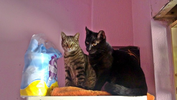 Pepper and Harley Pepper and Harley