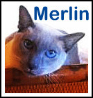Merlin cat Merlin cat