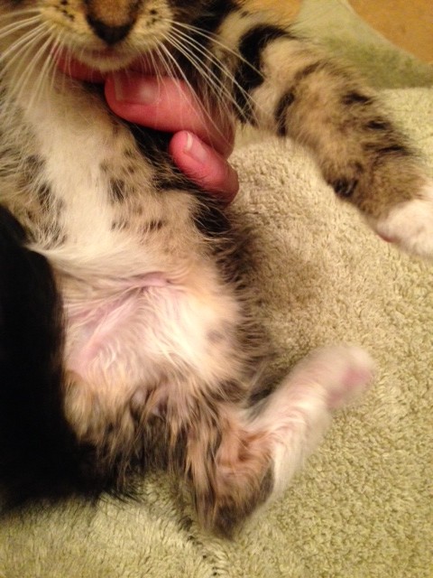 How we knew his little leg was broken :( How we knew his little leg was broken :(