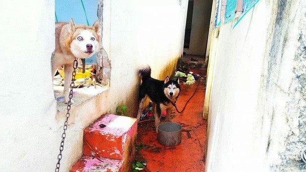 De esta forma fueron encontrados .Layla y Ookami De esta forma fueron encontrados .Layla y Ookami