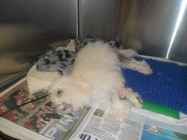Mandy recovering from surgery to repair her damaged leg Mandy recovering from surgery to repair her damaged leg