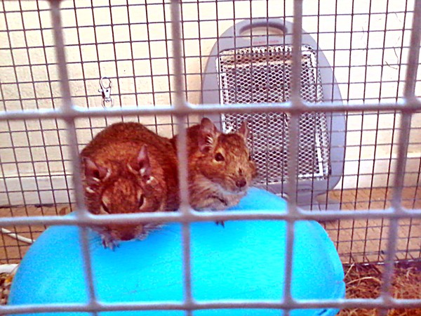 The degus The degus