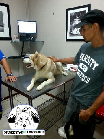 Layla en su visita al veterinario. Sabado 26 octubre 2013 Layla en su visita al veterinario. Sabado 26 octubre 2013