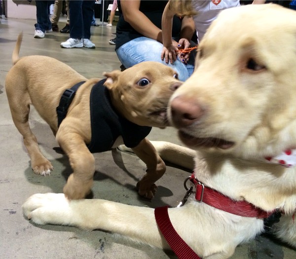 Here's Mona playing like a ferocious little lion with her buddy Fred. Here's Mona playing like a ferocious little lion with her buddy Fred.