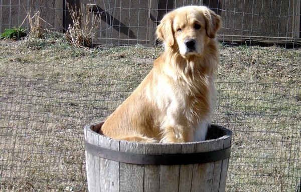 Slider sitting in his bucket. :) Slider sitting in his bucket. :)