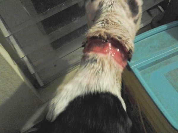 Bory's neck Bory's neck
