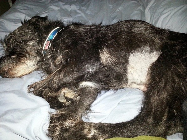 Harley last week, after his ultrasound/biopsy Harley last week, after his ultrasound/biopsy