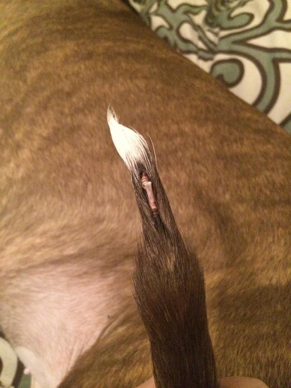 Close up of tail, and bone Close up of tail, and bone