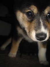 Puppy Kitsune Puppy Kitsune