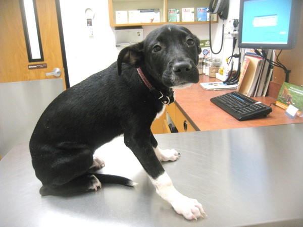 Chip survived Distemper with the help of supporters like you! Chip survived Distemper with the help of supporters like you!