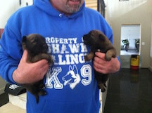 Puppies :) Puppies :)