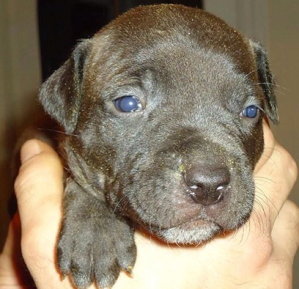 Puppy Dexter Puppy Dexter