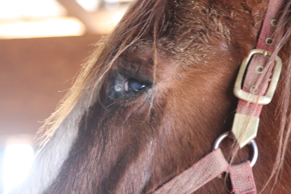 Shiloh's eye Shiloh's eye