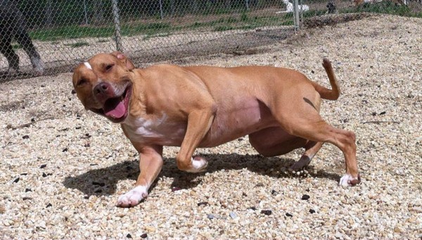 Signora enjoying life at our boarding facility as she waits for a foster or forever home Signora enjoying life at our boarding facility as she waits for a foster or forever home