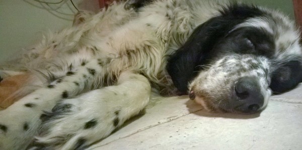 Help Alessia pay for Pippo's treatment Help Alessia pay for Pippo's treatment