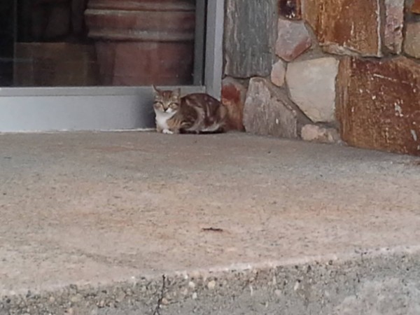 Feral cat in Gordon Heights, where we will add shelters Feral cat in Gordon Heights, where we will add shelters