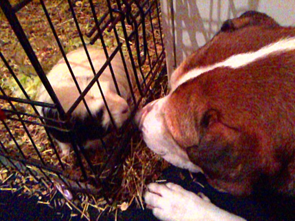 They all get on - even the little ones and the dogs! They all get on - even the little ones and the dogs!