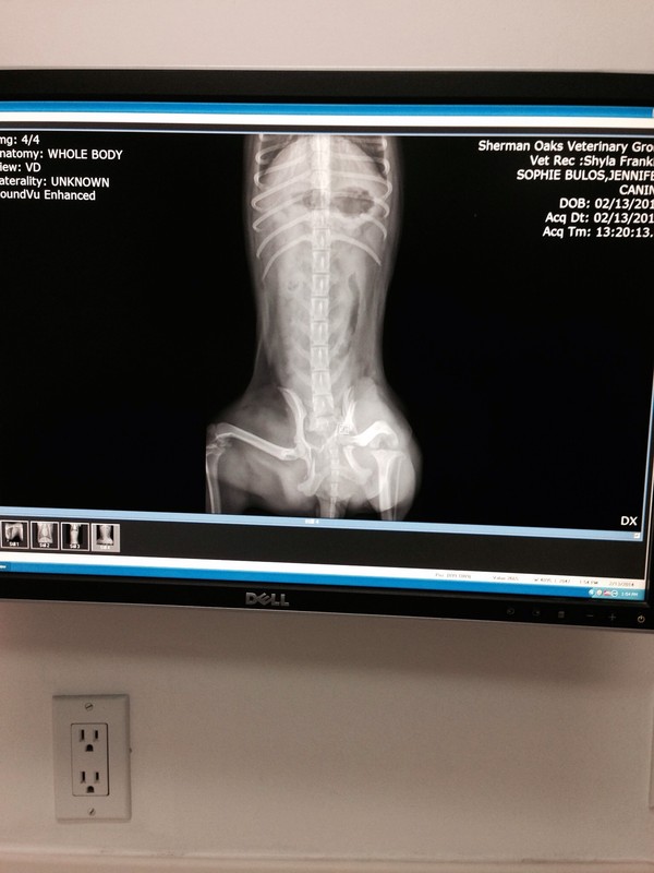 As you can see on her X-ray pic on her left leg by the pelvis the bone is shattered. As you can see on her X-ray pic on her left leg by the pelvis the bone is shattered.
