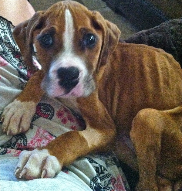 Little Louie Little Louie