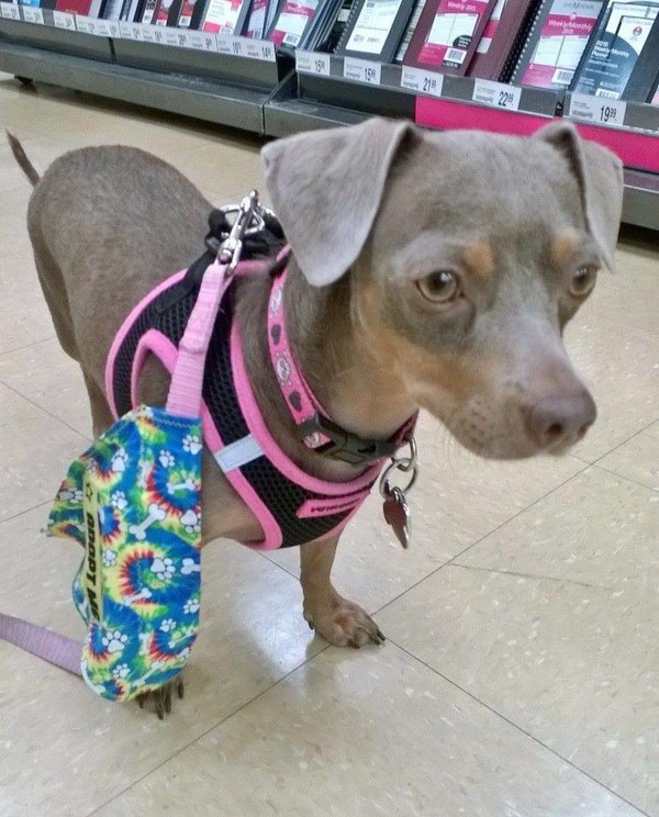Ms. Winnie before her harrowing ordeal. She has since lost almost one third of her body weight! Ms. Winnie before her harrowing ordeal. She has since lost almost one third of her body weight!
