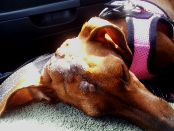 Ruby's Tumor Ruby's Tumor