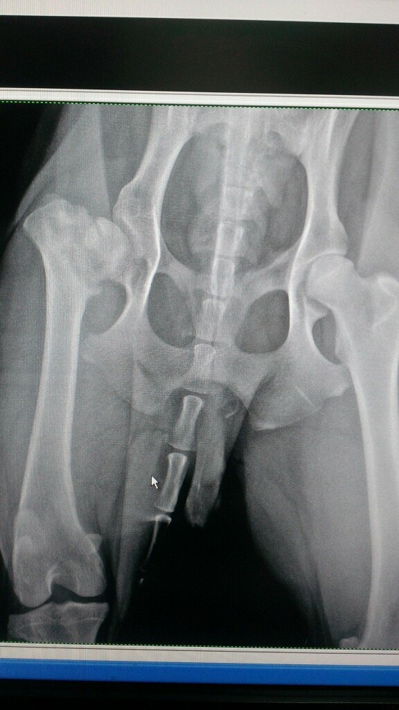 Pepper's Hip X-ray Pepper's Hip X-ray