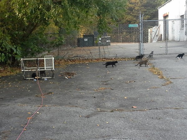 Happy Cat Sanctuary doing Trap-Neuter-Release Happy Cat Sanctuary doing Trap-Neuter-Release