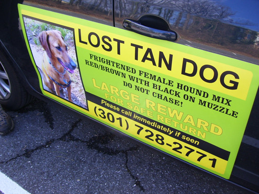 Lost tan dog Lost tan dog