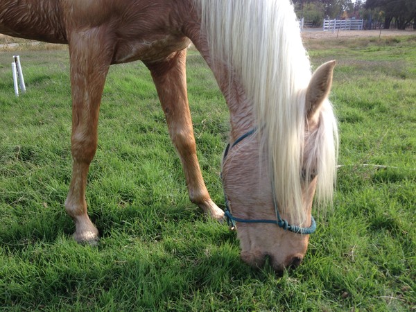Miss Mare enjoying some grazing time. Miss Mare enjoying some grazing time.