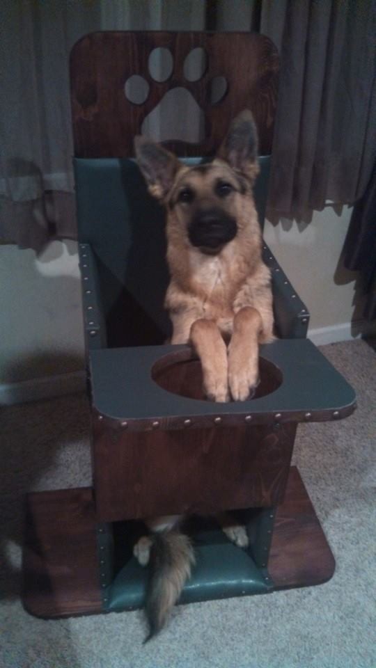 Dutchess in her Bailey Chair Dutchess in her Bailey Chair