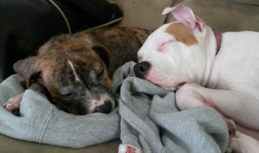 Tiger and His Foster Sister. Tiger and His Foster Sister.