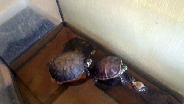 Some of the terrapins Some of the terrapins