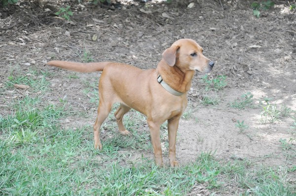 Sweet girl enjoying the backyard of her foster mom's house! Sweet girl enjoying the backyard of her foster mom's house!