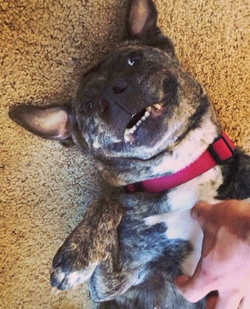 Bella, the sweet love bug! Bella, the sweet love bug!