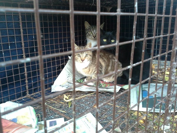 Cats trapped prior to being neutered and re-released Cats trapped prior to being neutered and re-released