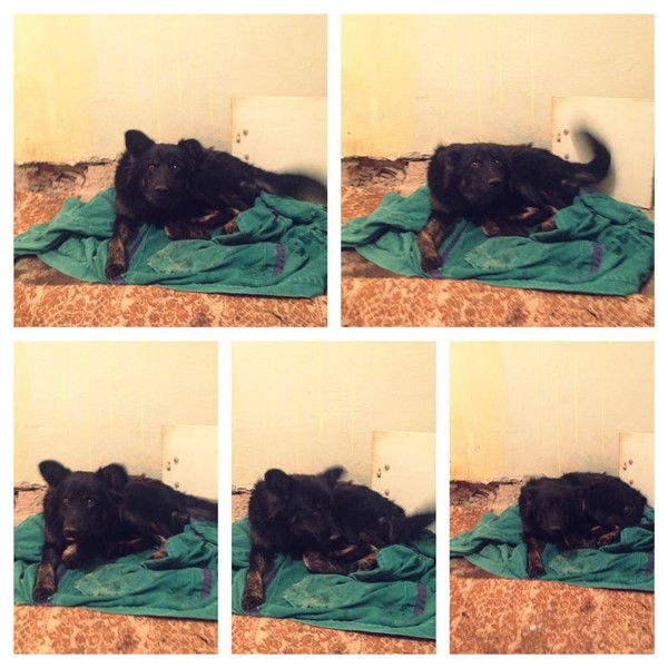 Perl, the first distemper case, now almost out of quarantine! A big success for us and for her! Perl, the first distemper case, now almost out of quarantine! A big success for us and for her!