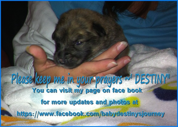 Prayers for Destiny The bucket baby who has not given up on life Prayers for Destiny The bucket baby who has not given up on life