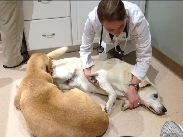 Max wants to make sure Hoss is getting the proper treatment! Max wants to make sure Hoss is getting the proper treatment!