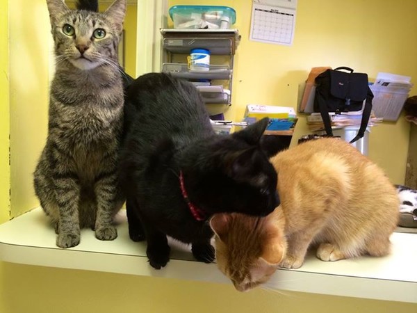 Three cats in our cage-free adoption center Three cats in our cage-free adoption center