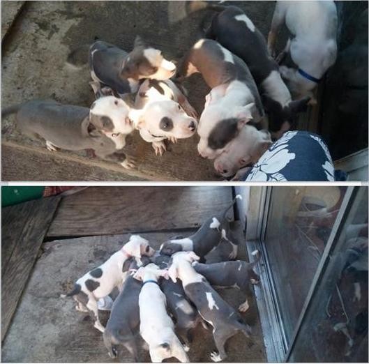8 week old pit puppies 8 week old pit puppies