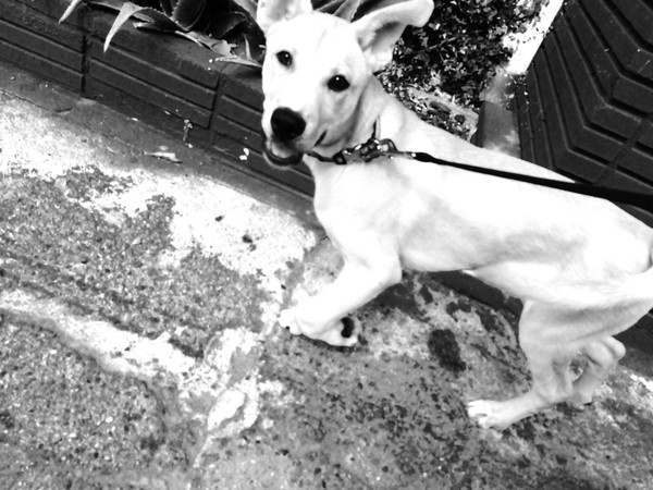 DOUG GOT NEUTERED TOO! :D DOUG GOT NEUTERED TOO! :D