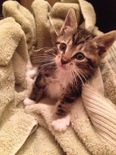 itty kitty itty kitty