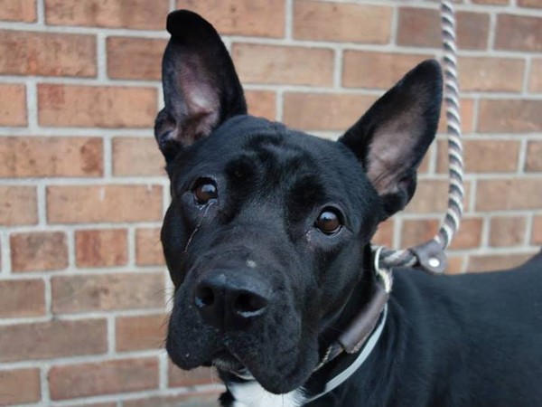 Aloha at Brooklyn ACC Aloha at Brooklyn ACC