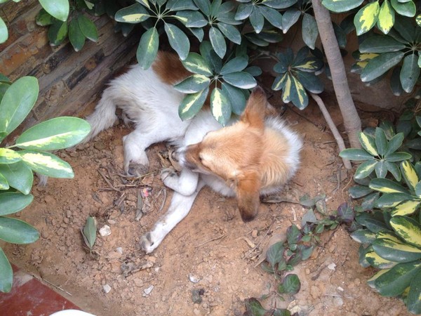 where Foxy spends most of her days where Foxy spends most of her days
